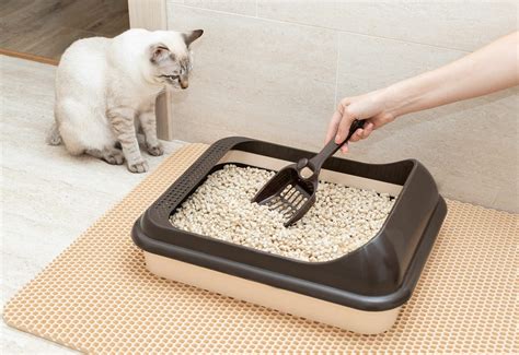 The 3 Best Cat Litters of 2024 .